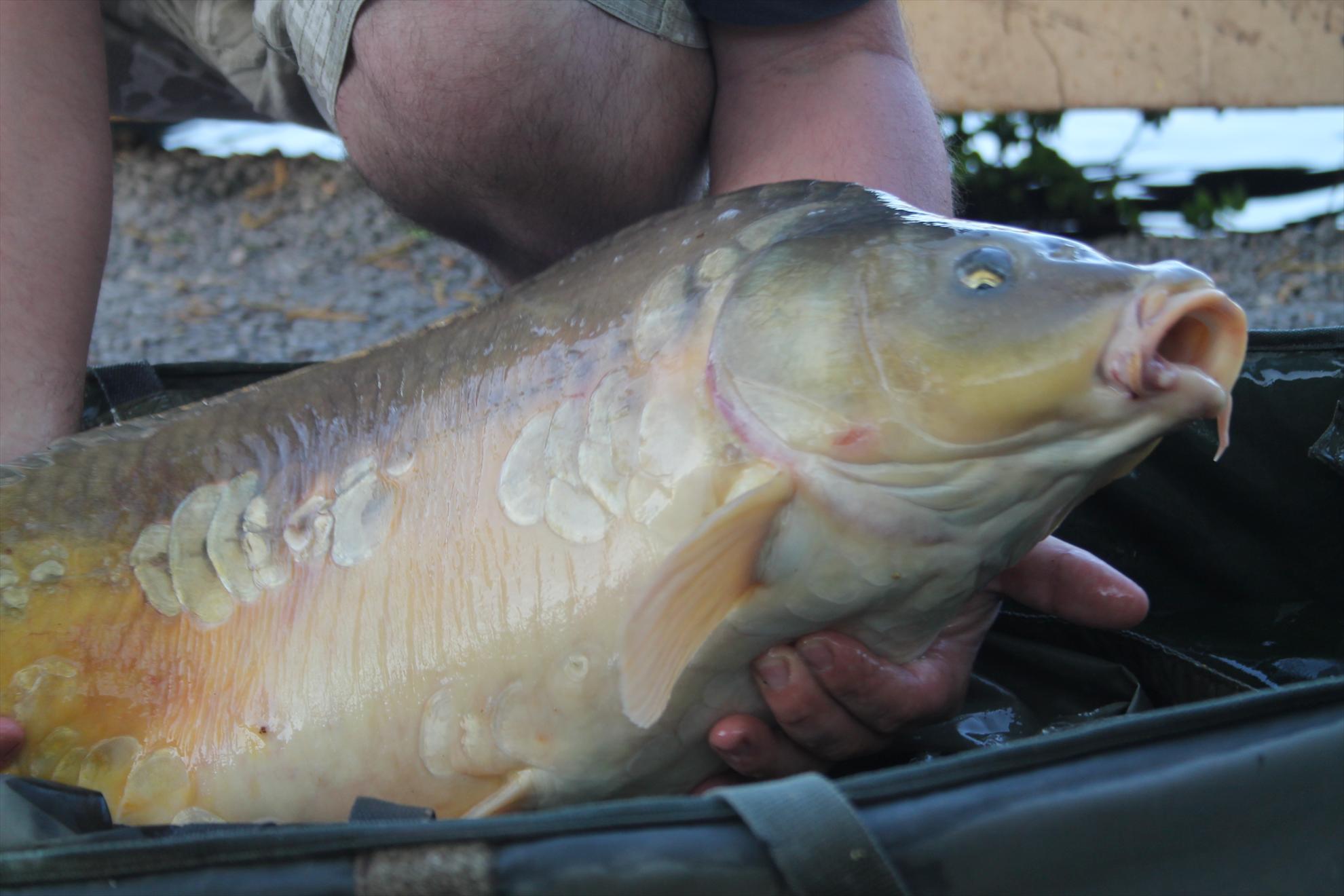 Nagykallo 2013 - nagykallo-aprilie2013-3701.JPG